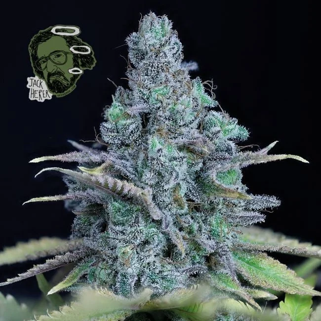 Jack Herer van Seedsman