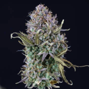 OG Kush van Seedsman