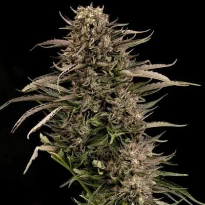 Fatso GMO F1 van Seedsman