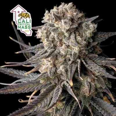 Cali Critical Mass van Seedsman