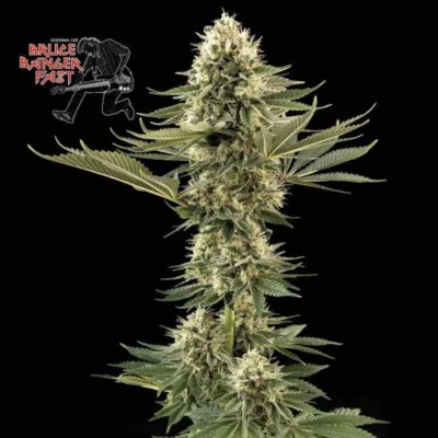 Bruce Banger FAST van Seedsman