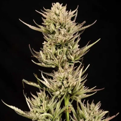 Cookie Apple OG F1 van Seedsman