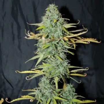 Amnesia van Seedsman