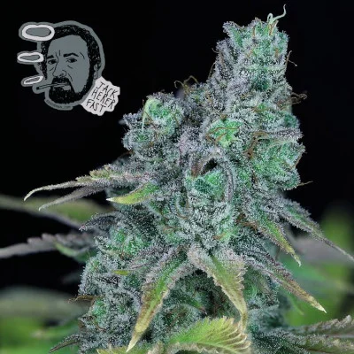 Jack Herer FAST van Seedsman