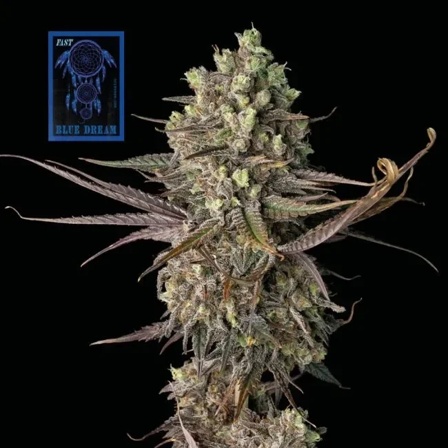 Blue Dream FAST van Seedsman