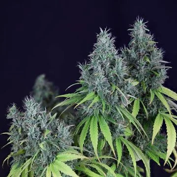 Doctor Seedsman CBD 30:1 van Seedsman