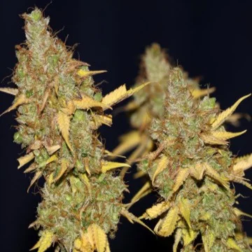 Badazz Cookies OG van Seedsman