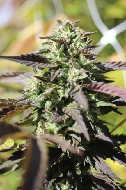 Chunkadelic van Seedsman