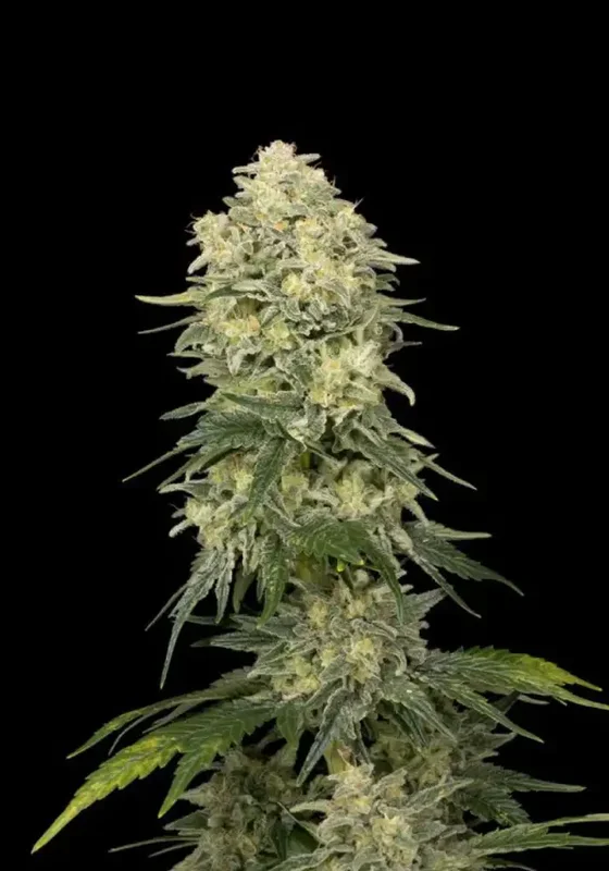 Fuel DOG van Seedsman