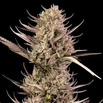 Garlic Muffin F1 van Seedsman