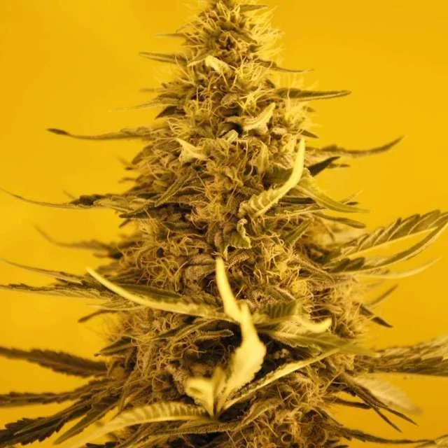 White Widow van Seedsman