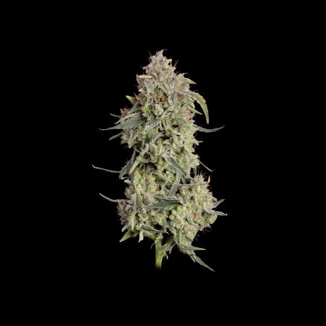 Lilac Cookies van Seedsman