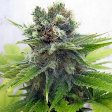 Lemonchello Haze van Seedsman