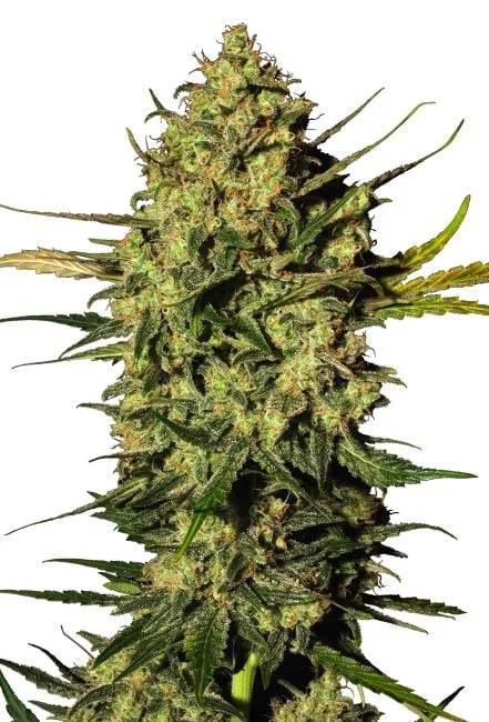 Master Kush van Seedsman