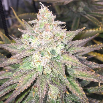 Strawberry Banana Grape van Seedsman