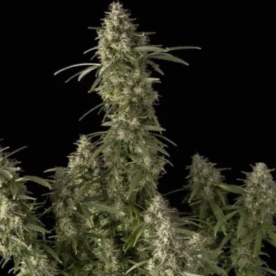 Pineapple OG van Seedsman