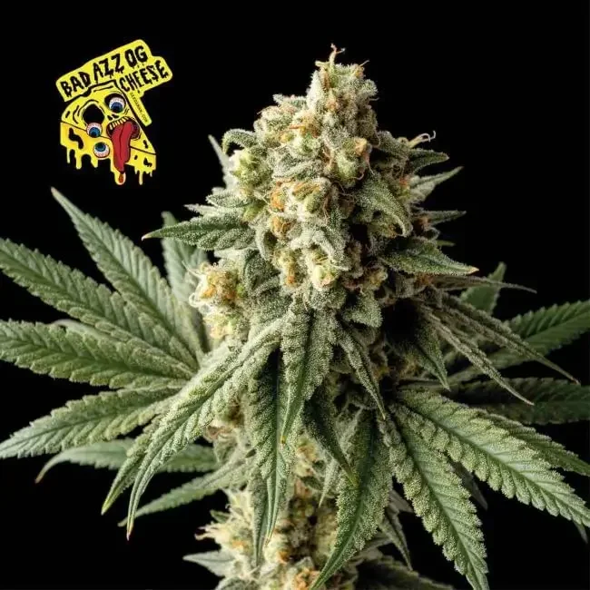 Badazz OG Cheese van Seedsman