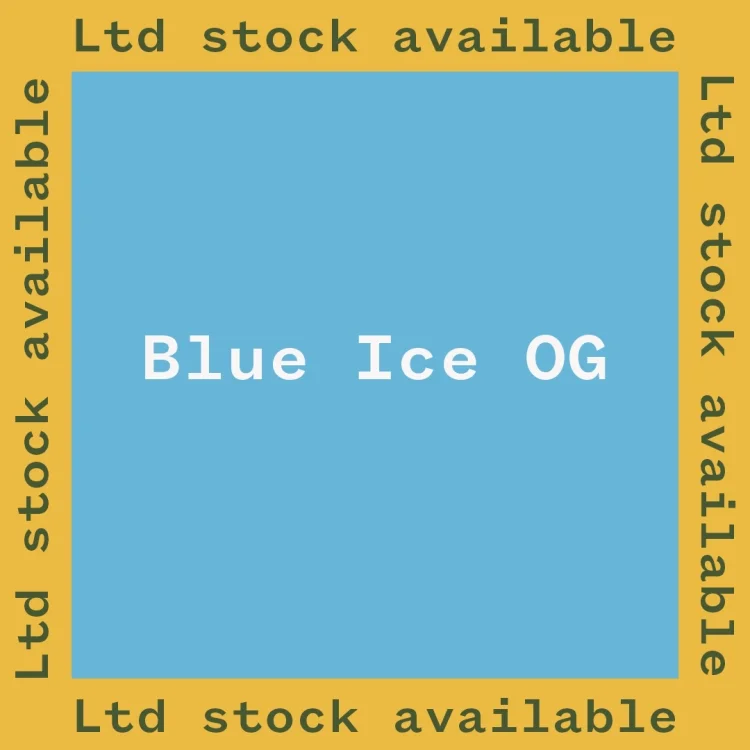Blue Ice OG van Seedsman