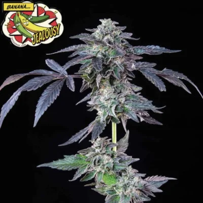 Banana Jealousy van Seedsman