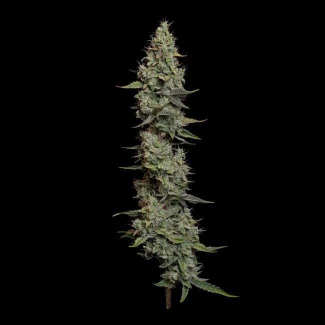 Wedding Cake van Seedsman