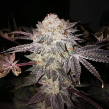 Gelat.OG van Seedsman