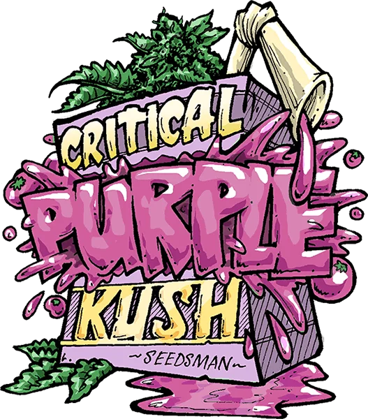 Critical Purple Kush van Seedsman