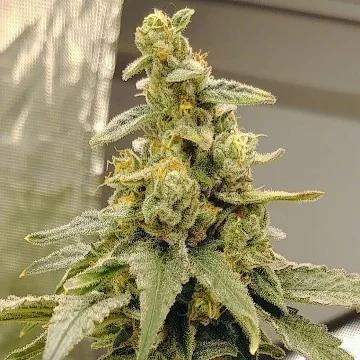 Peyote Zkittlez van Seedsman