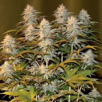 Peyote Wi-Fi van Seedsman