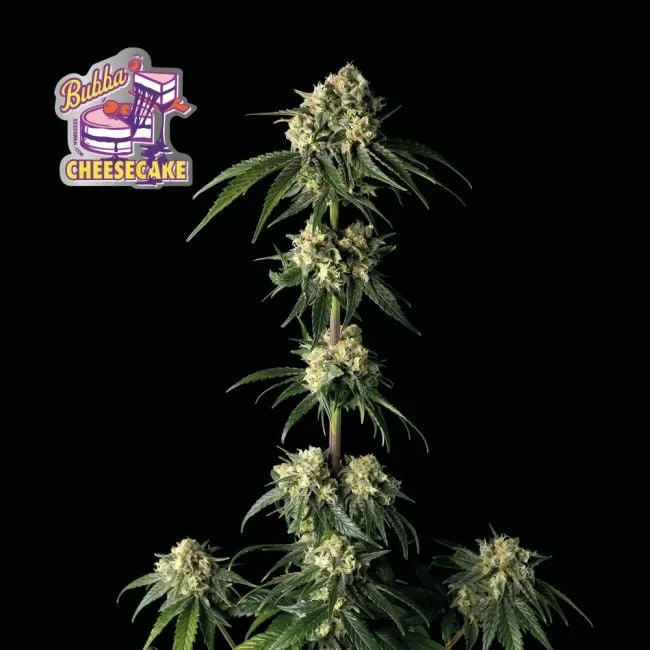Bubba Cheesecake van Seedsman