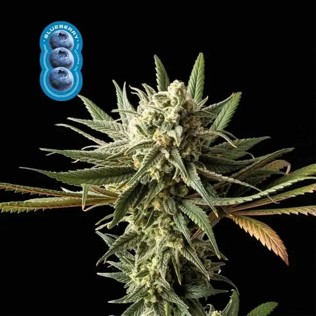 Blueberry van Seedsman