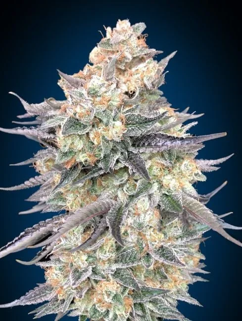Blue Dream van Seedsman