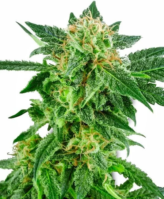 Snow Ryder van Seedsman
