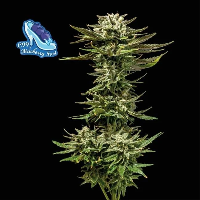 C99 x Blueberry FAST van Seedsman