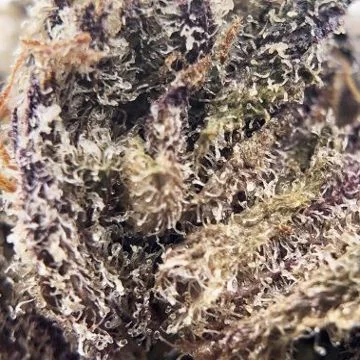 Purple Ghost Candy van Seedsman