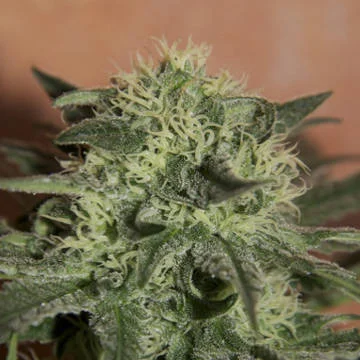 Lemon van Seedsman