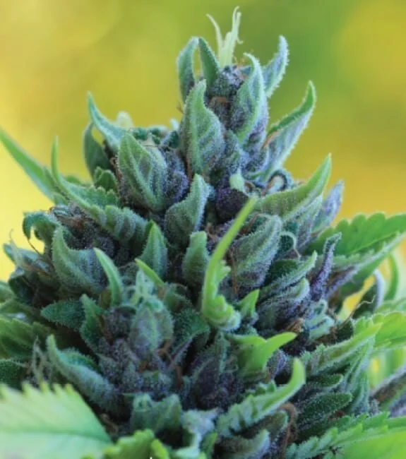 Humboldt Dream van Seedsman