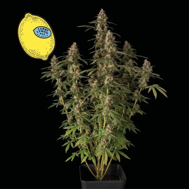 Larry Lemon OG van Seedsman