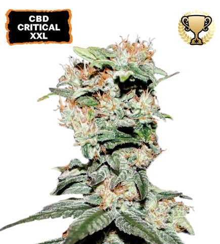 CBD Critical XXL van Seedstockers