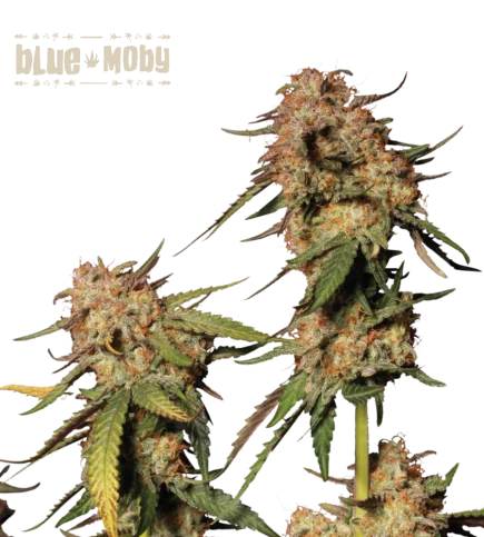 Blue Moby van Seedstockers