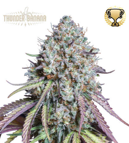 Thunder Banana van Seedstockers