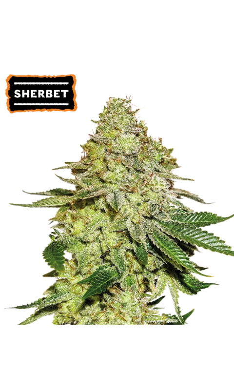 Sherbet van Seedstockers