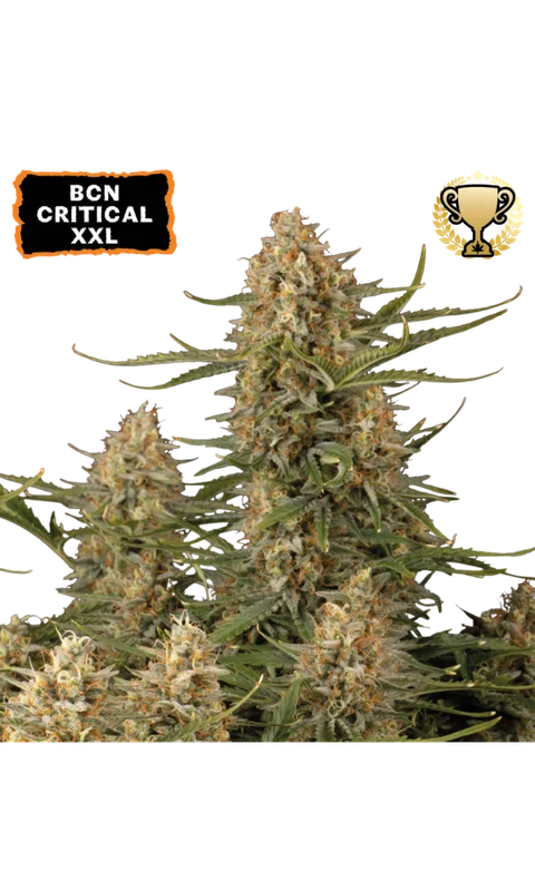 BCN Critical XXL by Seedstockers