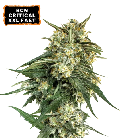 BCN Critical XXL Fast van Seedstockers