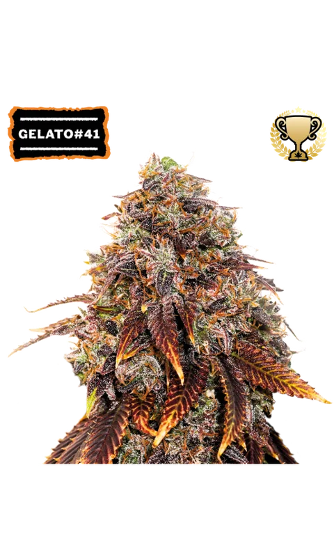 Gelato 41 van Seedstockers