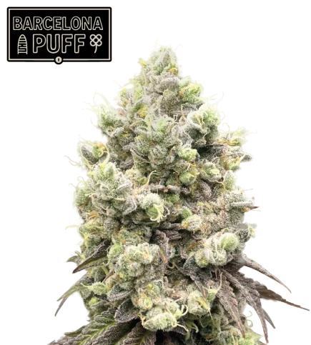 Barcelona Puff van Seedstockers