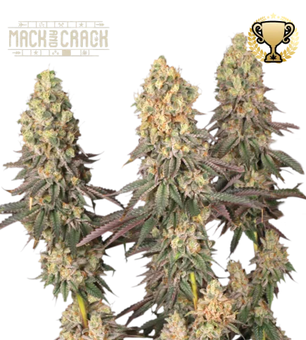 Mack and Crack van Seedstockers