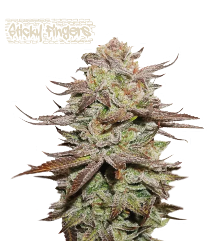 Sticky Fingers van Seedstockers