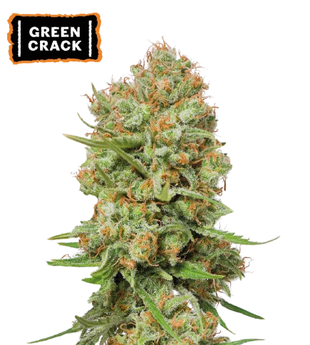 Green Crack van Seedstockers