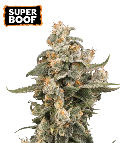 Super Boof van Seedstockers