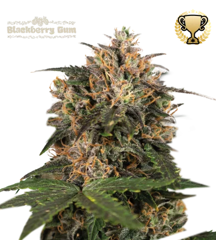 Blackberry Gum van Seedstockers